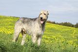 IRISH WOLFHOUND 209